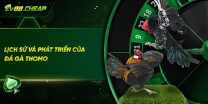 Quá trình phát triển của đá đá gà thomo