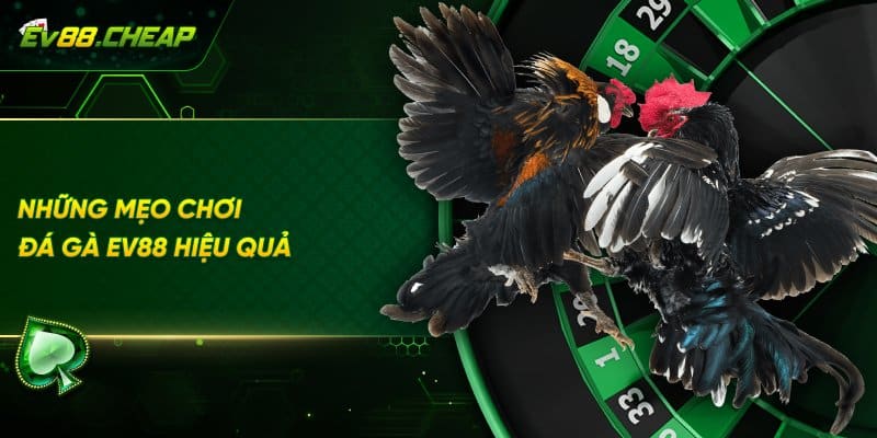 Cách chơi đá gà EV88 hiệu quả